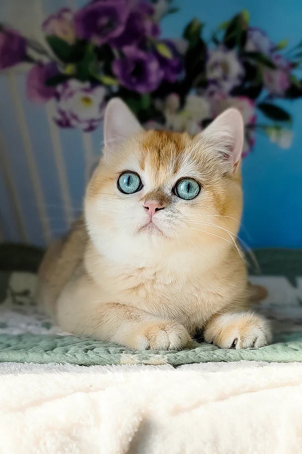 Hi, I'm Cindy