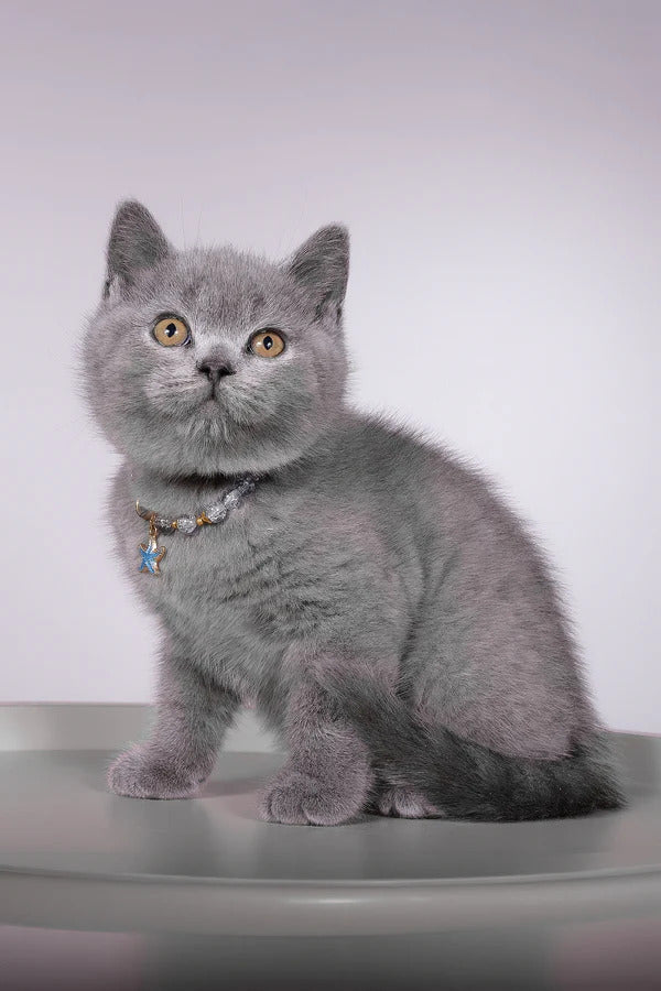 Hi, I'm Fidji