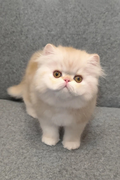 Hi, I'm Charles