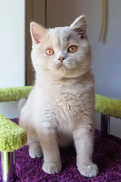 Hi, I'm Ernest