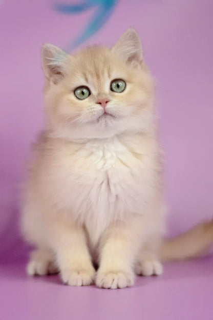 Hi, I'm Xena