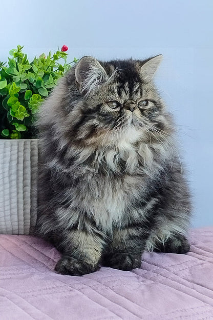 Hi, I'm Archie