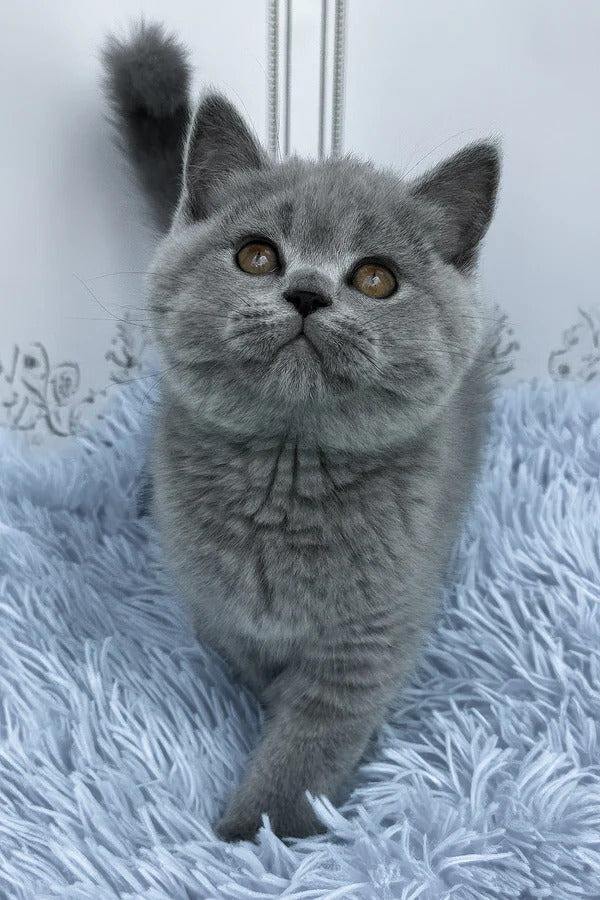 Hi, I'm Tessa