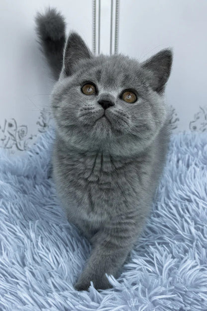 Hi, I'm Tessa