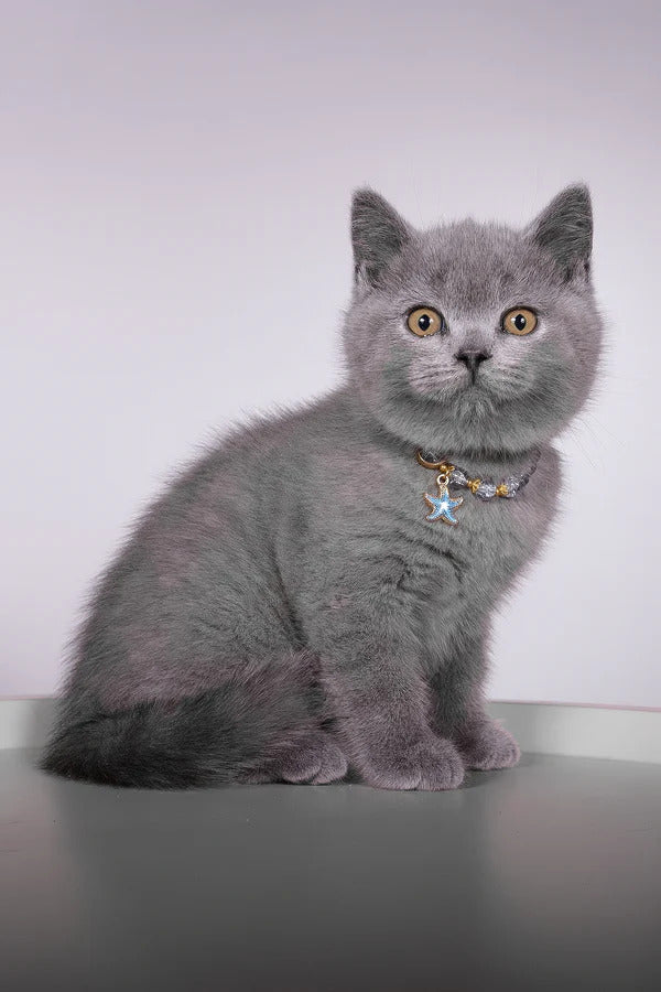 Hi, I'm Fidji