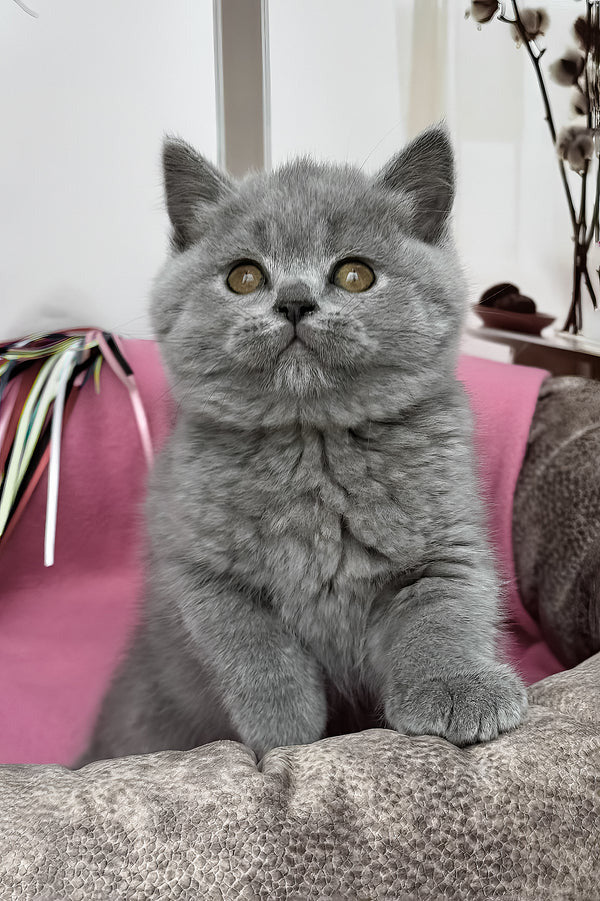Hi, I'm Shelly