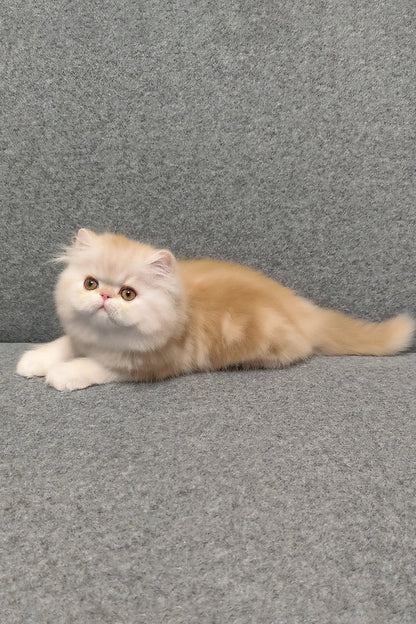 Hi, I'm Charles
