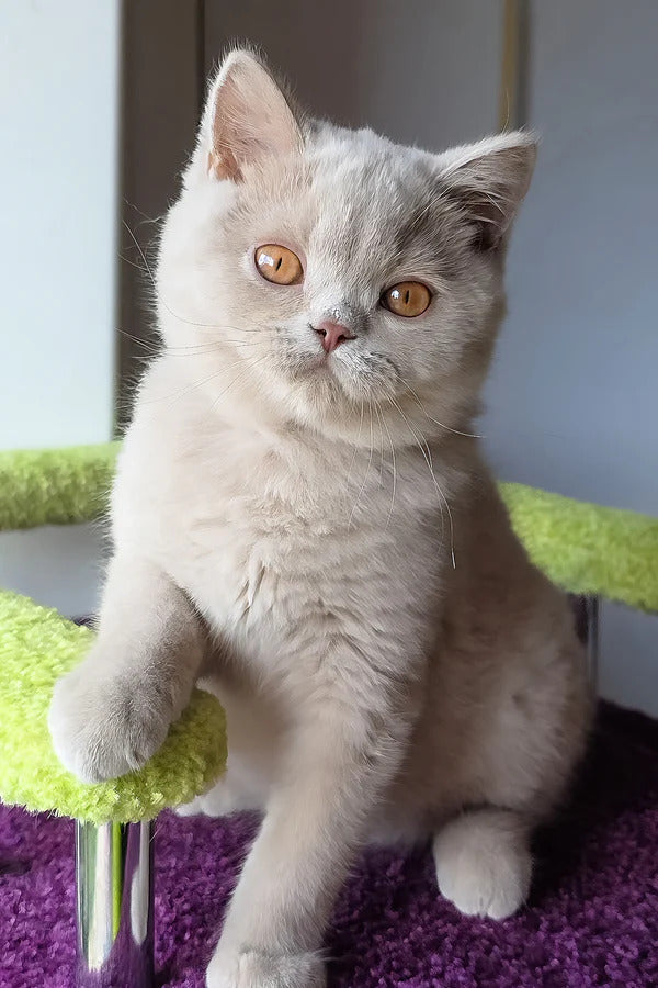 Hi, I'm Ernest