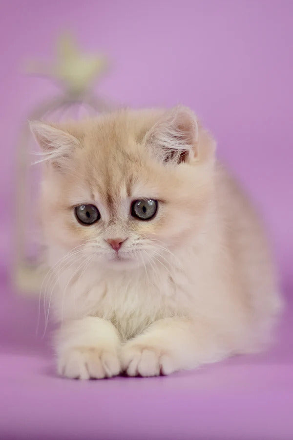 Hi, I'm Xena