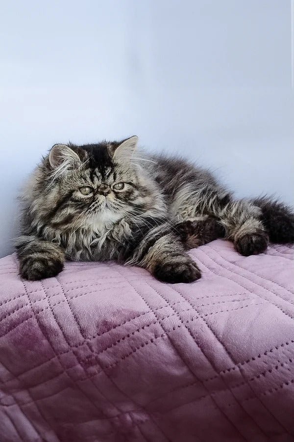Hi, I'm Archie