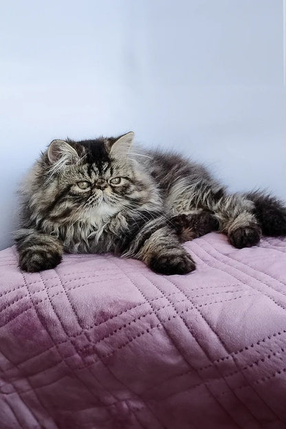 Hi, I'm Archie