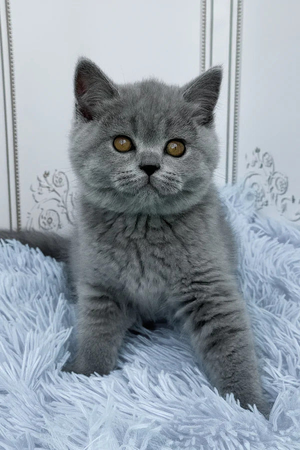 Hi, I'm Tessa