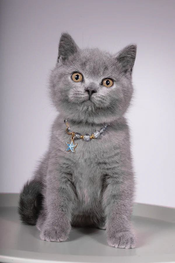 Hi, I'm Fidji
