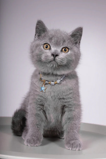 Hi, I'm Fidji