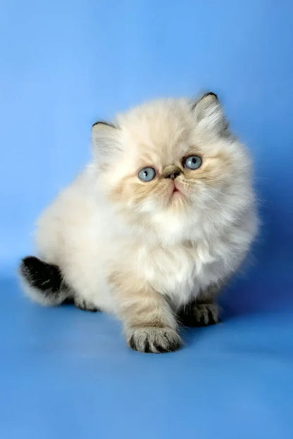 Hi, I'm Angel