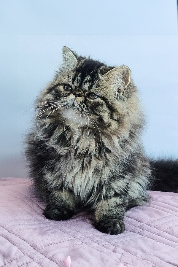Hi, I'm Archie
