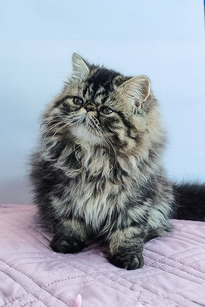 Hi, I'm Archie
