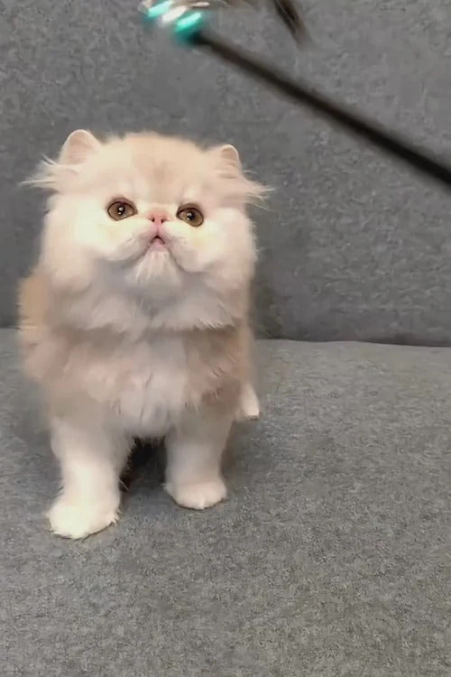 Hi, I'm Charles