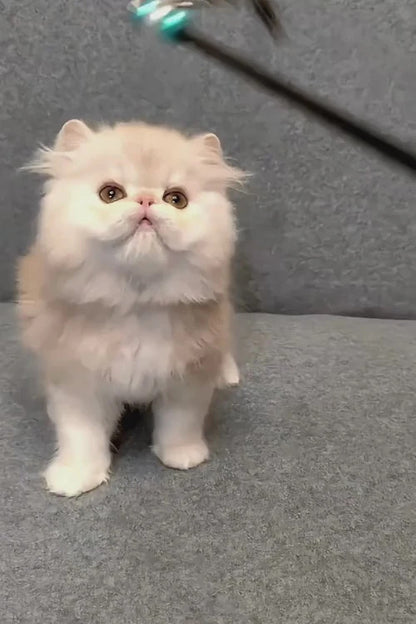 Hi, I'm Charles