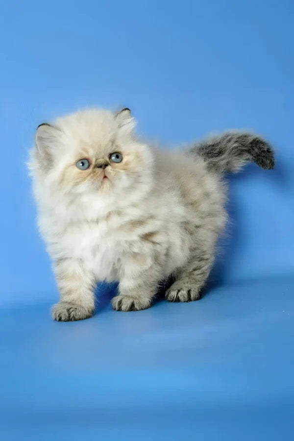Hi, I'm Angel