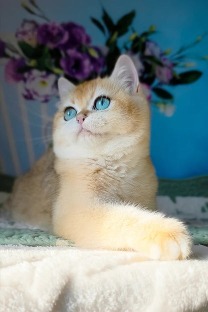 Hi, I'm Cindy