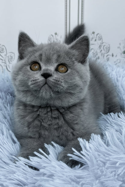 Hi, I'm Tessa