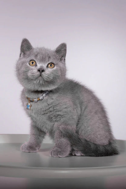 Hi, I'm Fidji