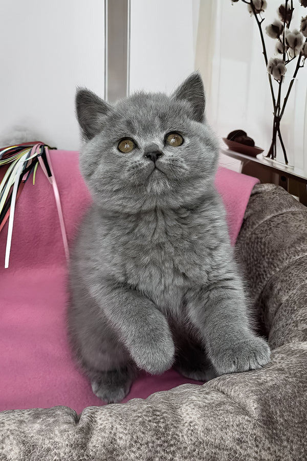 Hi, I'm Shelly