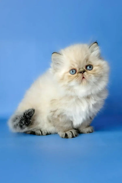 Hi, I'm Angel