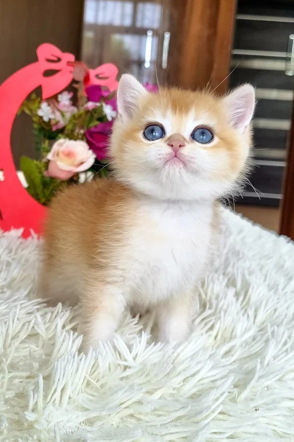 Hallo, ik ben Barbi