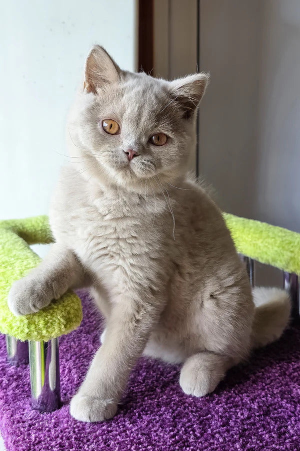 Hi, I'm Ernest