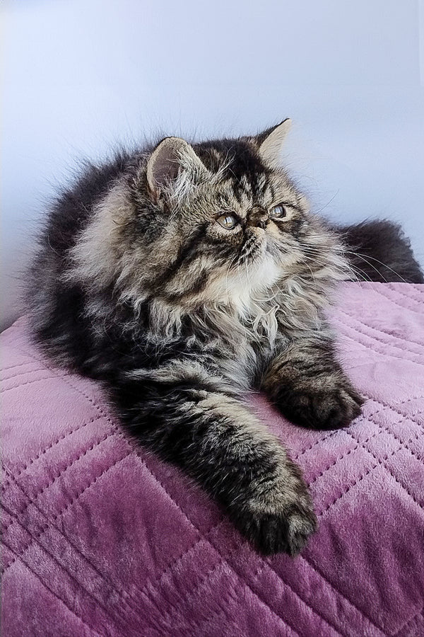 Hi, I'm Archie