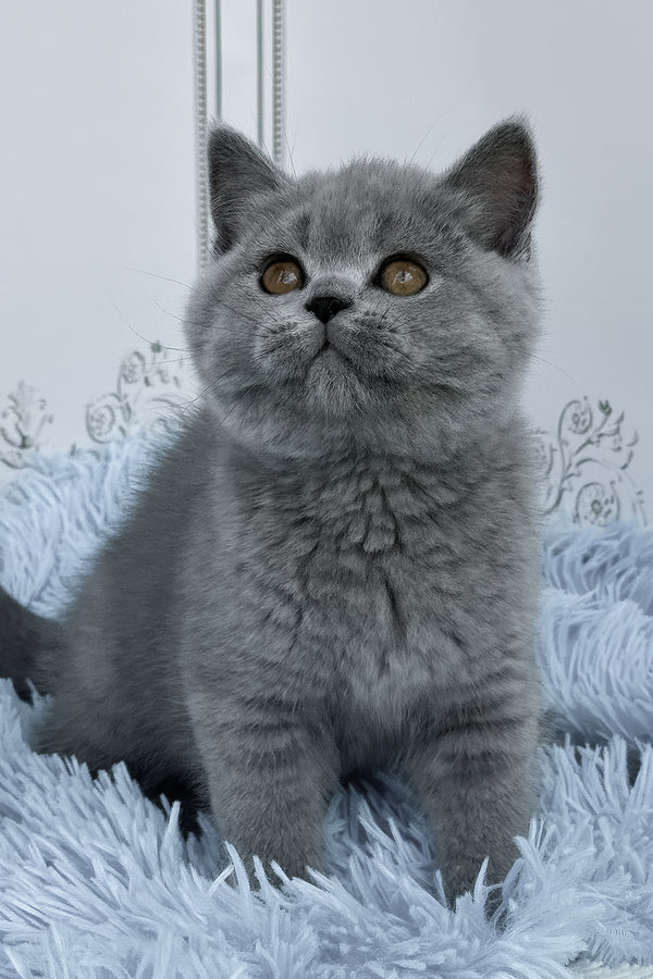 Hi, I'm Tessa