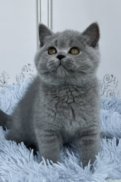 Hi, I'm Tessa