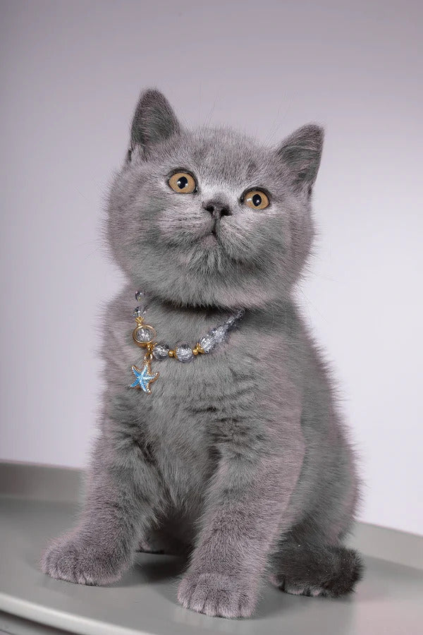 Hi, I'm Fidji