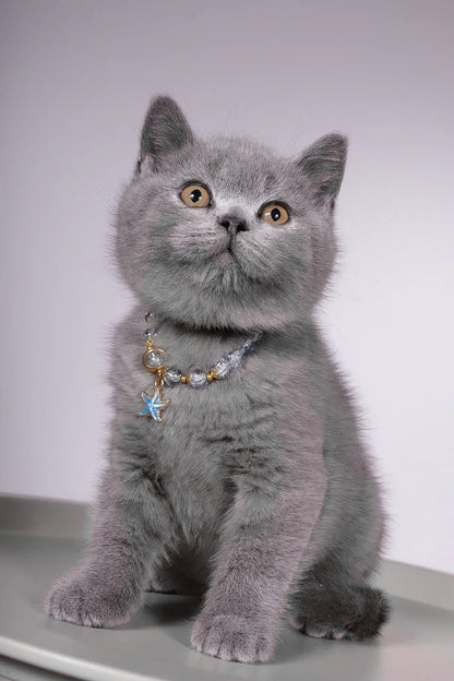 Hi, I'm Fidji