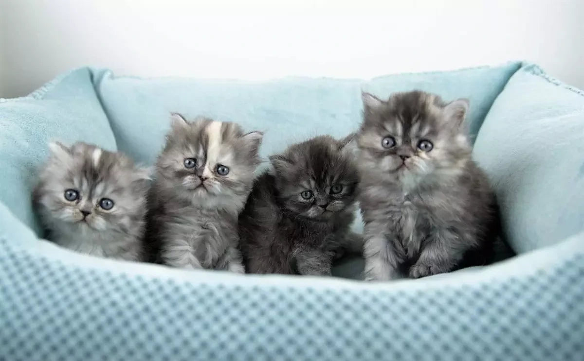 Persian Kittens For Sale
