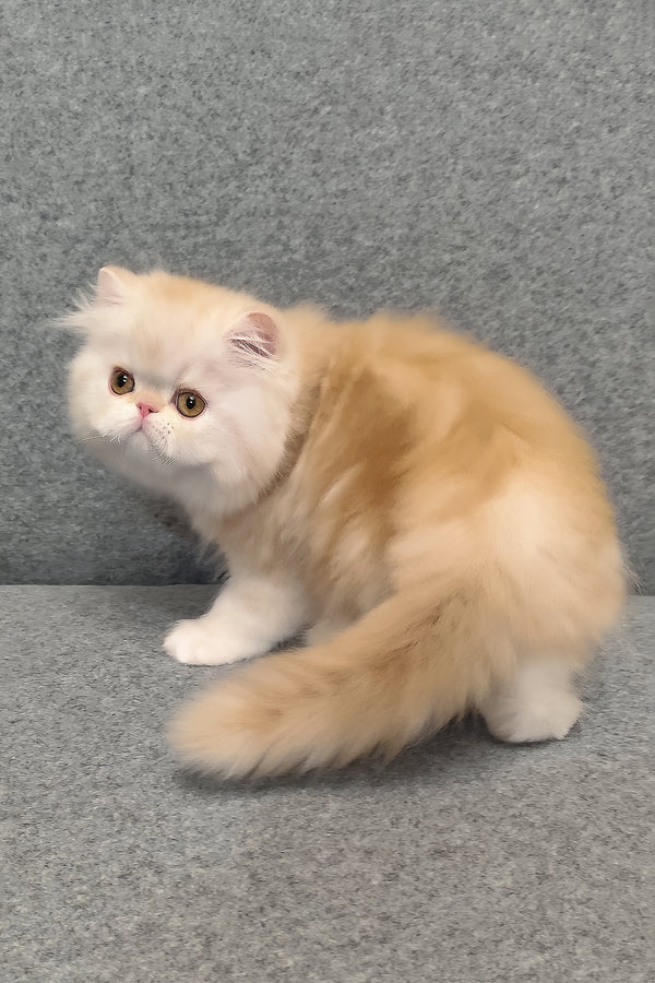 Hi, I'm Charles