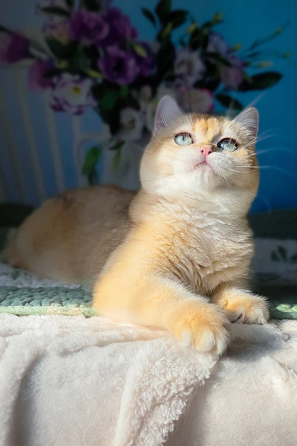 Hi, I'm Cindy