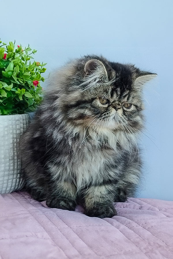 Hi, I'm Archie