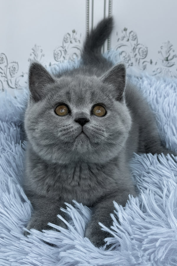 Hi, I'm Tessa