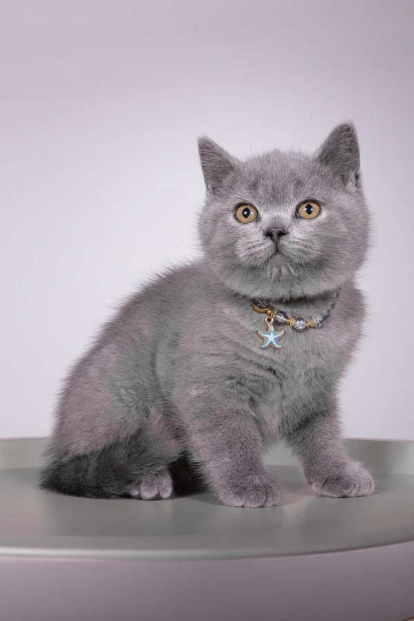 Hi, I'm Fidji