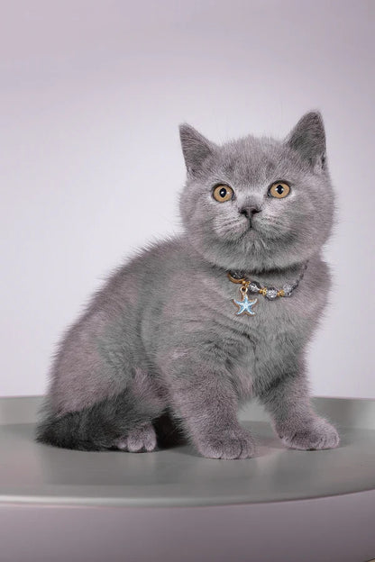 Hi, I'm Fidji