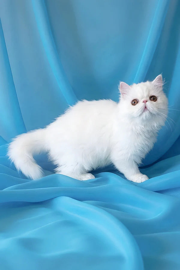 Hi, I'm Raphael