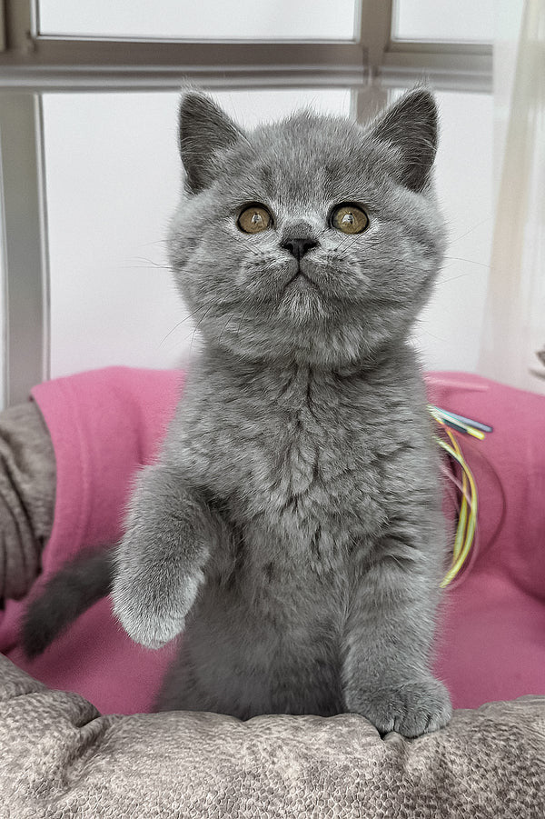 Hi, I'm Shelly