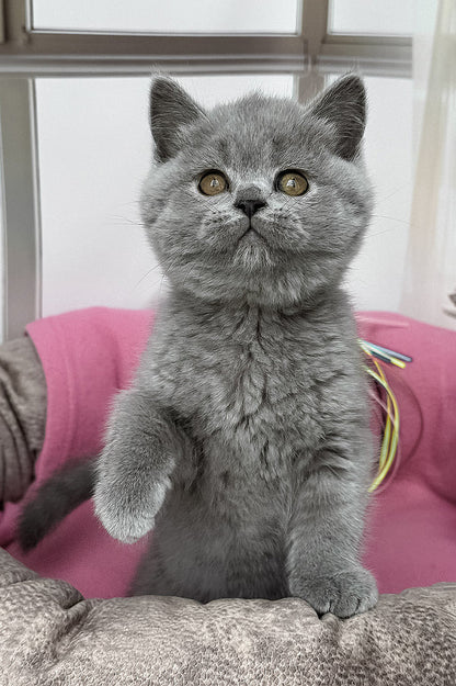 Hi, I'm Shelly